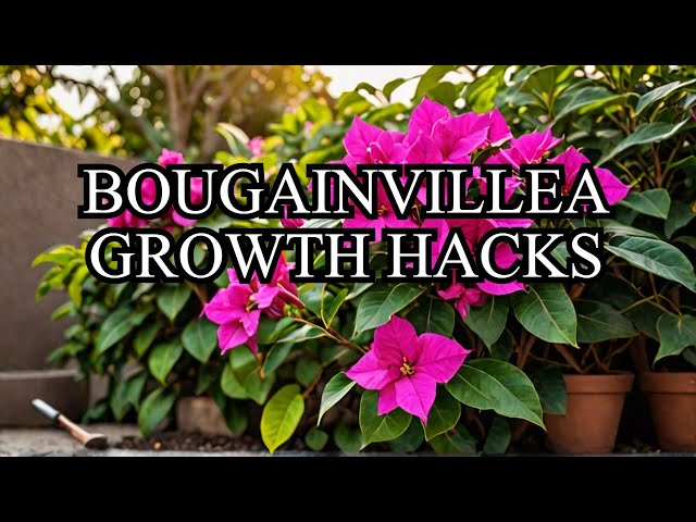 Grow Your Own Colorful Bougainvillea  Tips for a Vibrant Garden! 🌺