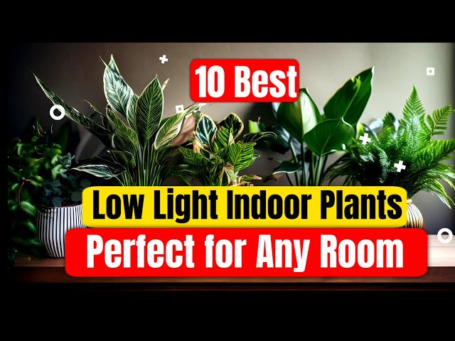 Indoor Plants For Lowlight