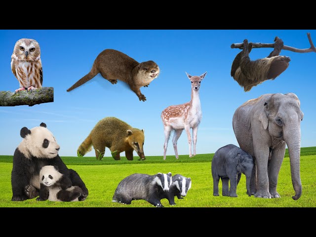 Pandas, Sloths, and Otters: Fun Animal Sounds from the Forest!