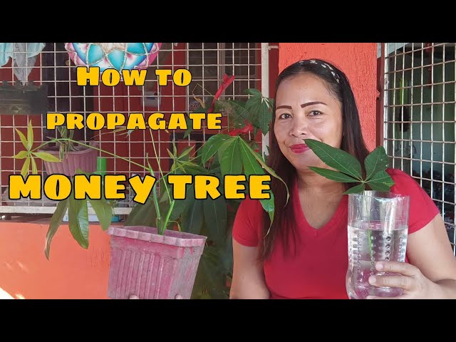 HOW TO PROPAGATE MONEY TREE OR MONEY PLANT #trending #video #highlights #gardening #moneyplant