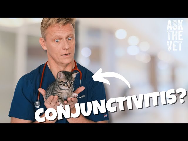 Has my pet got Conjunctivitis? | ASK THE VET with Dr Scott Miller