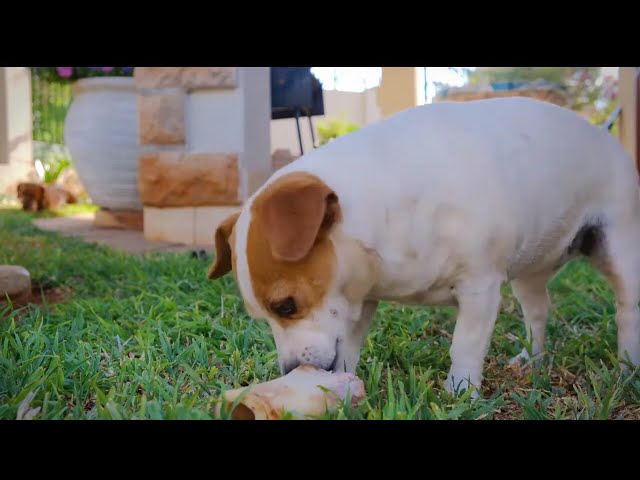 Damn Adorable Dogs Videos 🐶🐕🐾