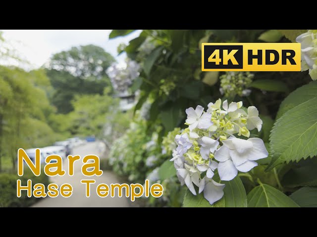 [4K HDR] Walk at Hasedera Temple in Nara