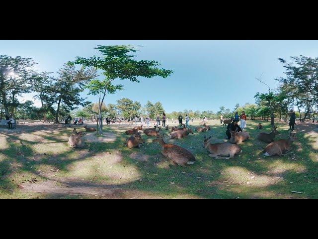 🦌 Nara Park 360º | Walk Among the Deer in Japan's Iconic Park 🦌