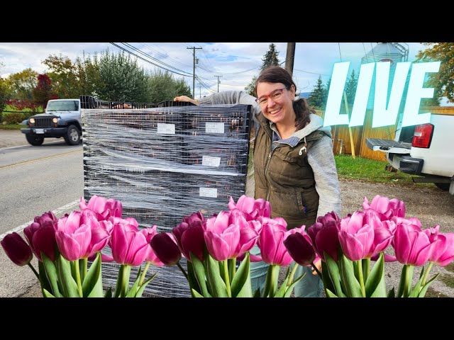 Tulip Talk - Flower Farming Q & A