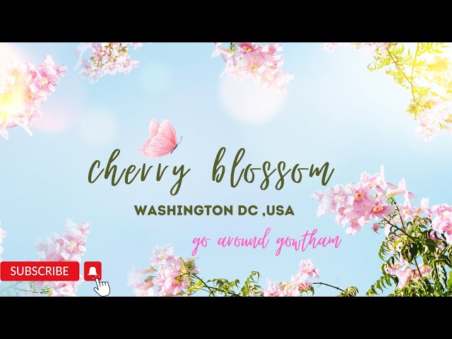 4K - Walking Tour | cherry blossoms in Washington dc Tamil #usatamilvlog #cherryblossom