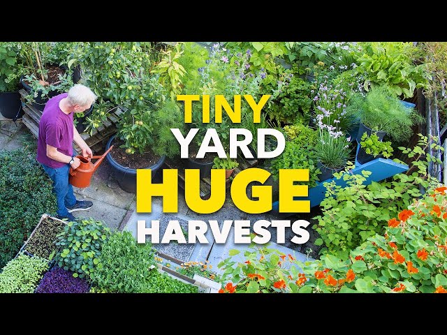 Tiny Yard Container Garden: How to Grow $1,000 of Food