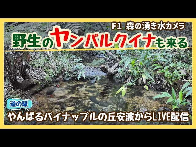 沖縄やんばる生き物LIVE【F1】森の湧き水カメラ