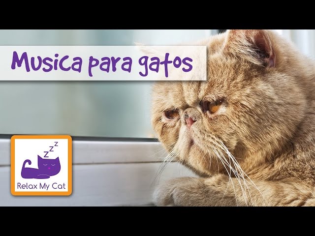 Music for cats - to relax stressed cats to help you clean your cat MUSIC FOR CATS