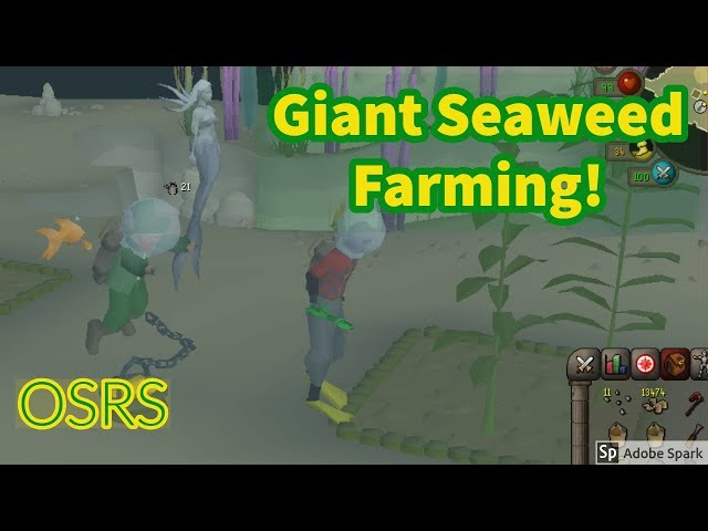 Giant Seaweed farming Guide OSRS - Great for Ironmen!