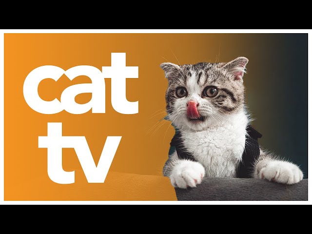 CAT TV 🌈 - 20 Hour Cat Enrichment Video - Video to Entertain Your Cat