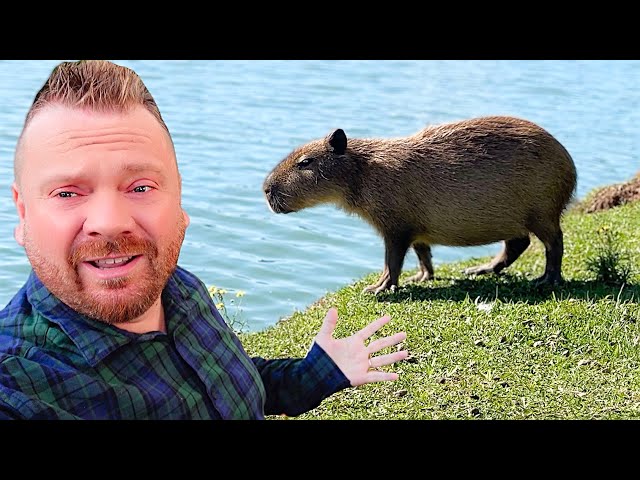 I found Capybaras in the Wild! | Exploring Curitiba, Brazil