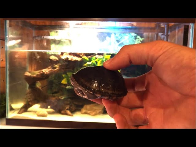 Setting Up a Community Musk Turtle Tank