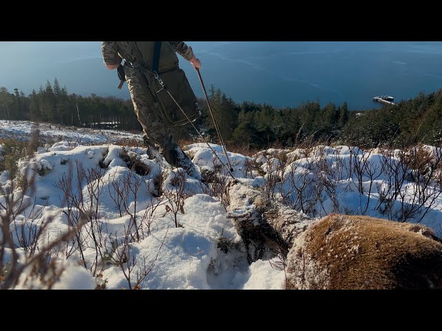 Red Deer Stalking In The West Highlands Of Scotland