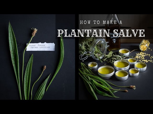 Plantain Salve - How to make it, and why you'd want to