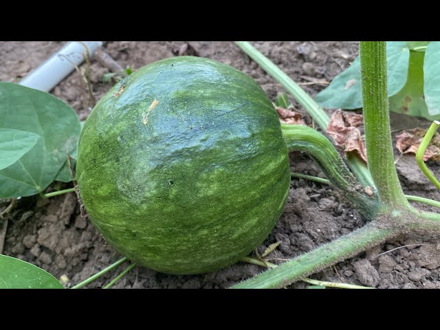 La vida del campo en el conuco. Me fui a visitar las Yucas que sembré.