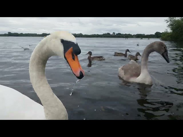 🇮🇪🦢 MUTE SWANS🦢CYGNETS🐤MALLARD DUCKS🦆GULLS🕊KINNEGO BAY IRELAND🇮🇪#loveirelandmore💧LIKE👍🙏subscribe🙏Zen