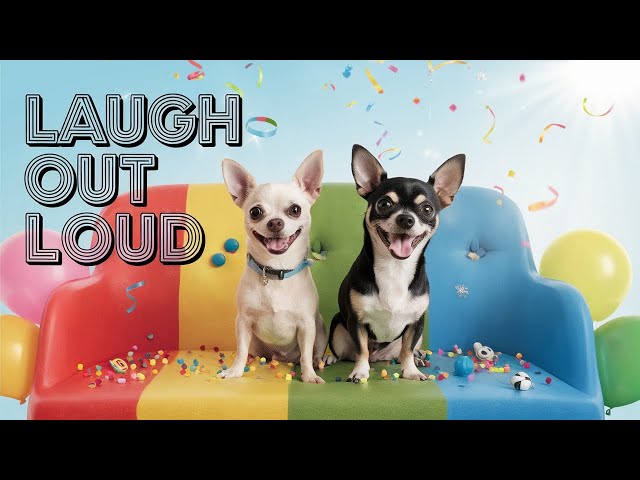 Chihuahua Highlights: The Top 5 Moments That Stole Our Hearts #pets #Chihuahua #dailydose #cute #dog