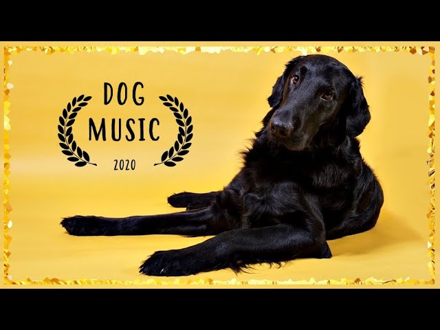 Flat Coated Retriever music ~ Music for Dogs ~ Dog Music to calm down