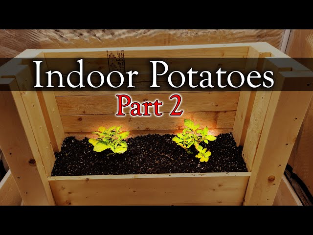 How To Grow Potatoes Indoors - Part 2 of 3