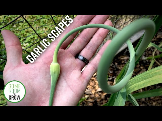 Garlic Scapes HARVEST | Everything You Need to Know