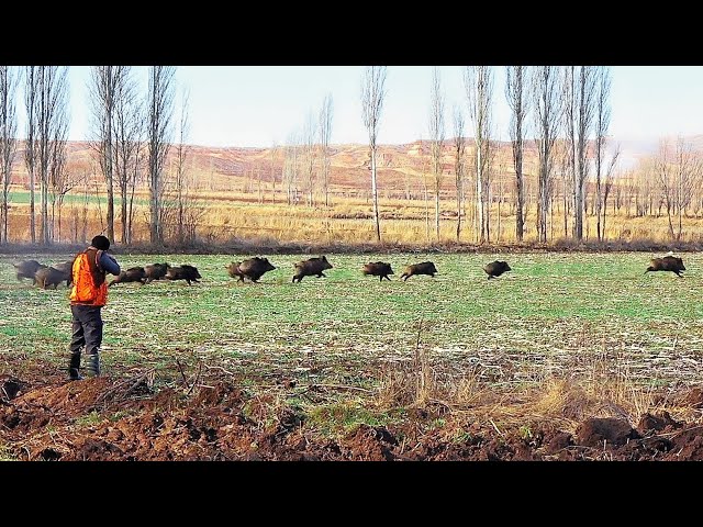 Aksiyonun Tavan Yaptığı Muhteşem Domuz Avı / A Spectacular Wild Boar Hunt with High Action