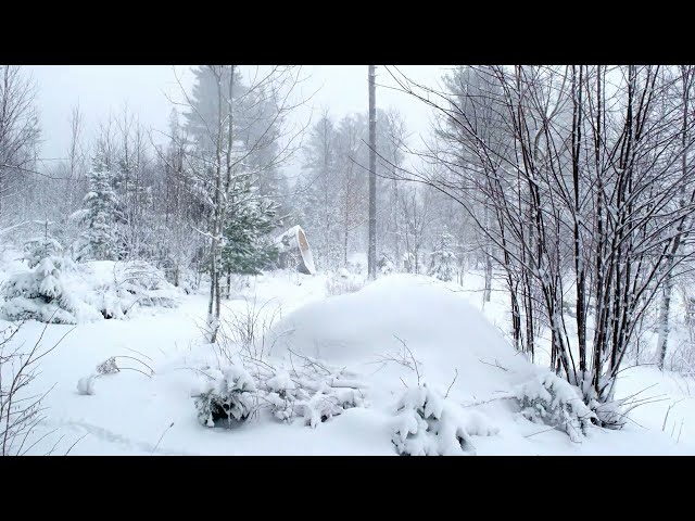 Nor'easter in the Goat Rock Forest Garden (4K)