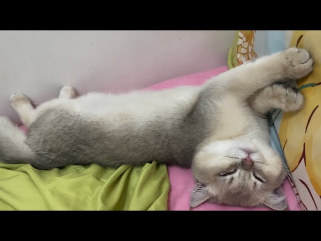 5 month old kitten cat sleeping head up on bed holding on pillow