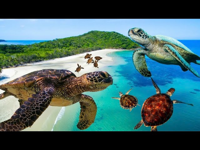 Turtles, Turtle Survival  #animal #turtle #thegioidongvat