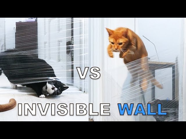 My Cat's Reaction To The Invisible Challenge (Noah vs Lizzy)