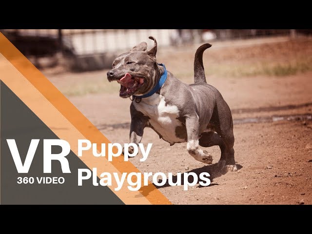 Puppy Playgroups at Best Friends Animal Society 360/VR