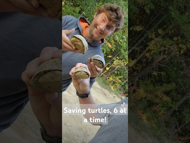 Saving 6 turtles out of a waterline #jesus #savingtheturtles #construction #boxturtle #tips