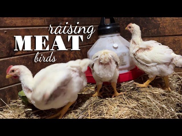 Our First Meat Chickens - Farm Journal Autumn 2024 #meatchickens #cornishcross #chickens