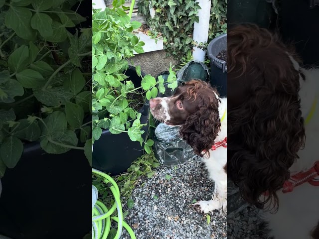 Spring Spanial Eating Sweet Peas - He's a Good Boy