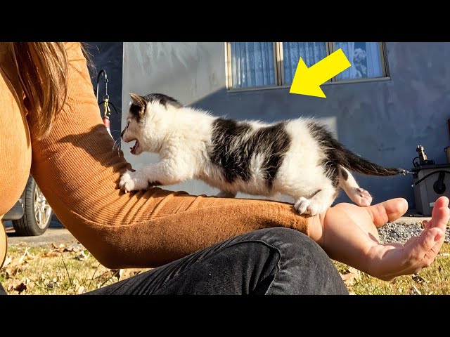 Stray Kitten Chooses a Woman And Climbs On Her Shoulder To Adopt Her