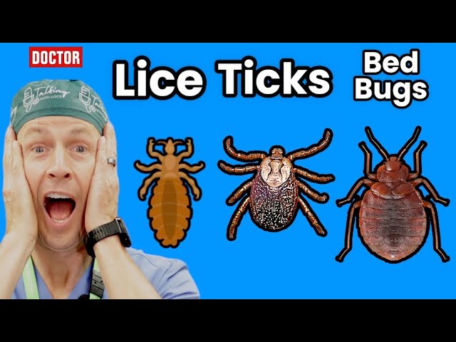 Bed Bugs And Beyond!  Top 7 Bug Bites You Should Be Worried About