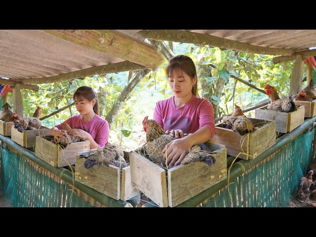 How to make wooden nests for chickens to lay eggs - Building my farm - My Bushcraft / Nhất