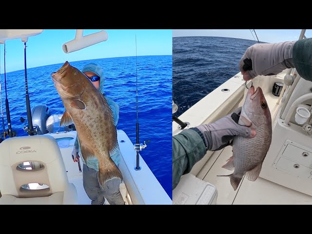 We went 65 miles in the Gulf of Mexico and caught this! #fishingvideo