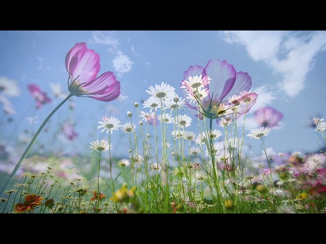 NATURE BACKGROUND VIDEO NO SOUND NO COPYRIGHT | BEAUTIFUL FLOWERS