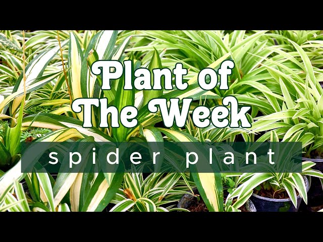 PLANT OF THE WEEK | SPIDER PLANT