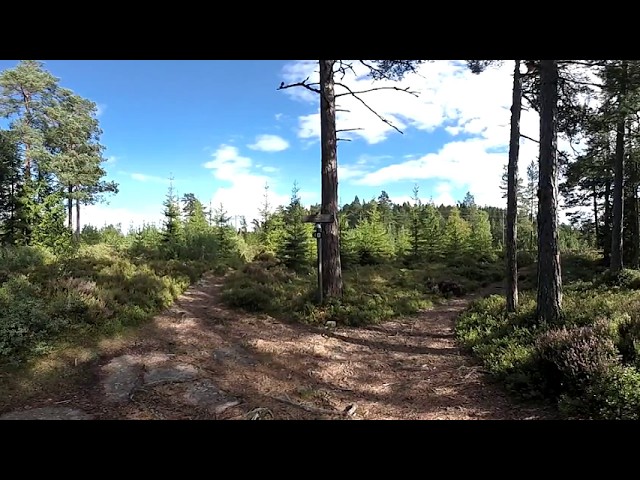 360 Video: Green Forest in Reistad