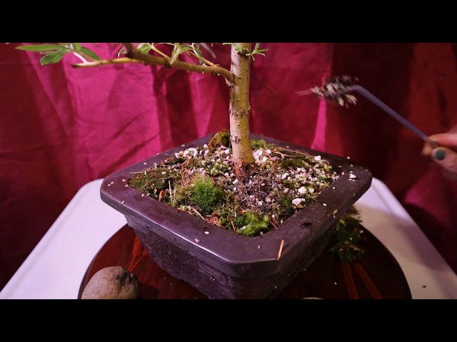 NotBonsai Weeping willow update and clean