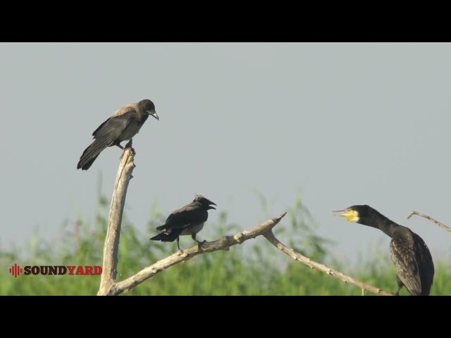 Majestic Birds Basking Together: Raven, Cormorant, and Eagle in Harmony