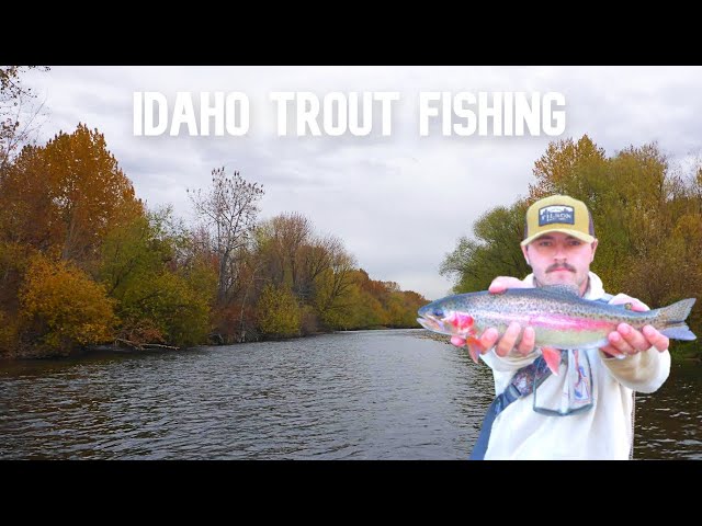 Catching Wild Trout on this Urban Idaho River!