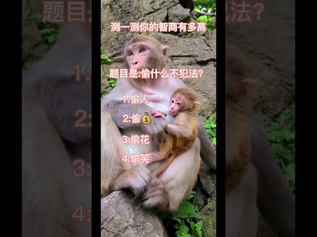 EP:110 🙉 New Family Monkey Tiktok 2021 - Funny Monkey Moment #Short