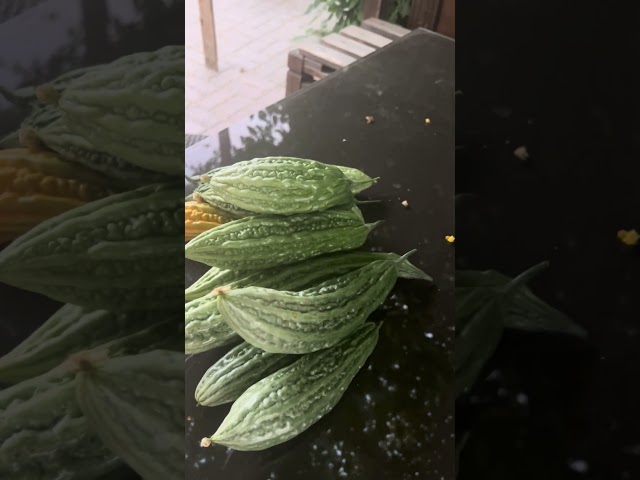 #food #vegetables #organicharvest #freshharvest #backyardharvest #bittergourd #ampalaya #shortvideo