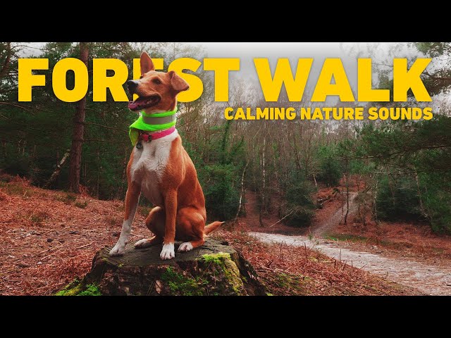 [NO ADS] Dog TV for Dogs 🐕 Virtual Dog Walk - Walking in the Forest 🌲 Calming Nature Sounds