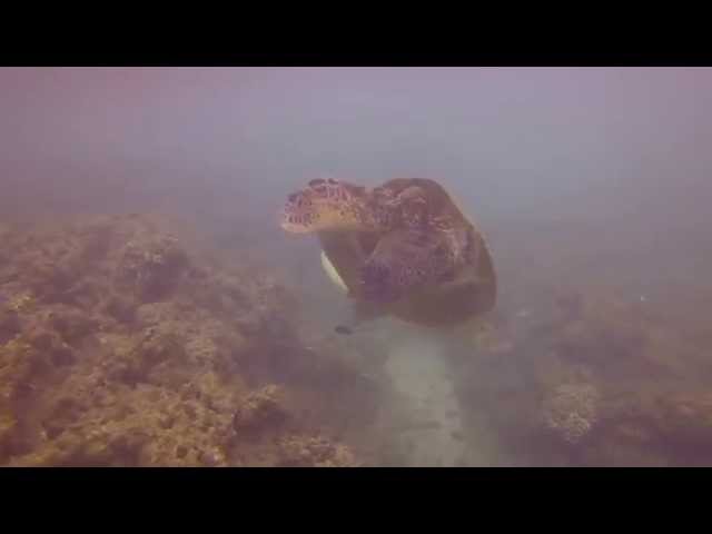 Sea Turtle. Hideaways Beach. Princeville. Kauai. Hawaii. August 2015.