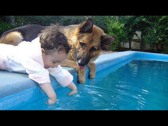 When your dog becomes the trusted nanny - Cute Moments Dog and Human