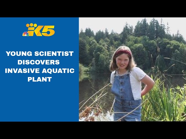 Young scientist in Duvall discovers invasive aquatic plant in Lake Rasmussen